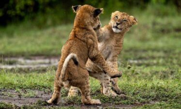 Enjoyable nature safaris