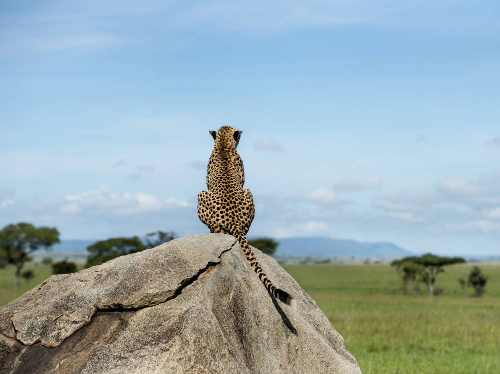 Enjoyable Nature Safaris